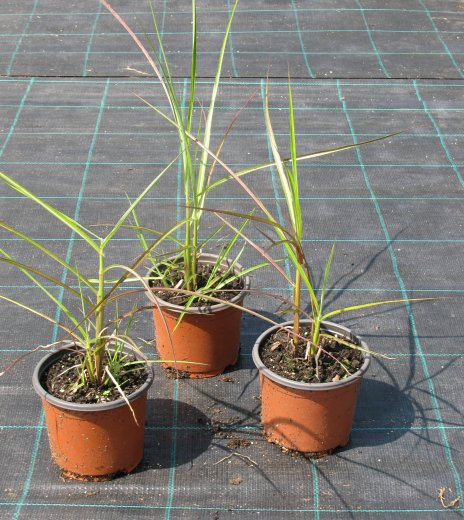 Miscanthus sinensis 'Ferner Osten'